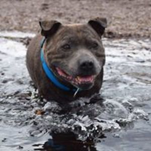 rachaelwhittingham avatar