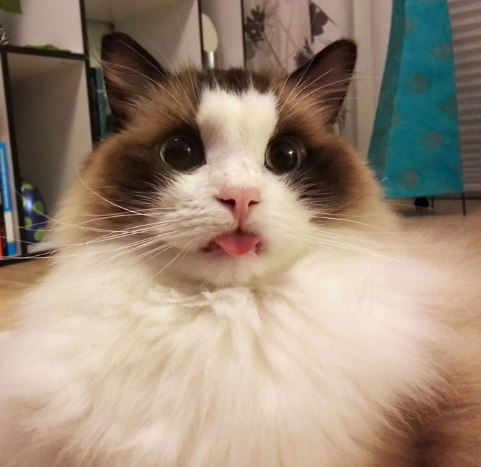 He Totally Forgot About His Tongue For Five Minutes