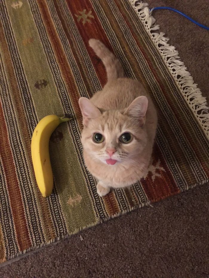 Mlem And Banana For Scale