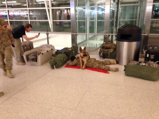 Military Dog "Protecting" Sleeping Soldier At The Airport