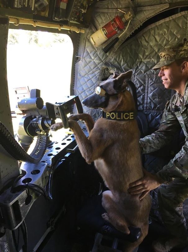 My Military Working Dog Getting Ready To Bring The Heat