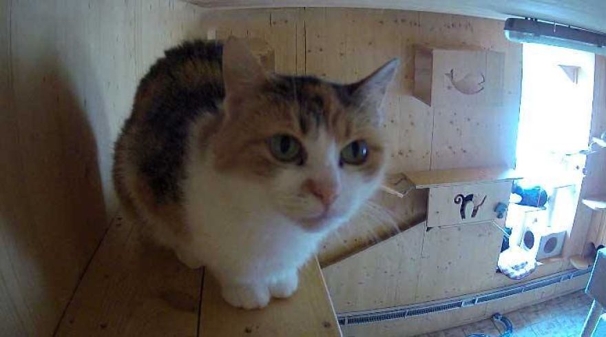 10+ Pictures That Will Show You The Variety Of Animal Shelters Around The World 10+ Pictures That Will Show You The Variety Of Animal Shelters Around The World