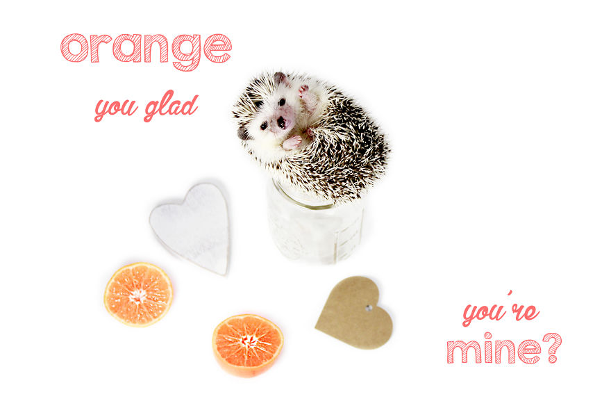 A 'berry' Hedge-'hug' Valentine's Day!