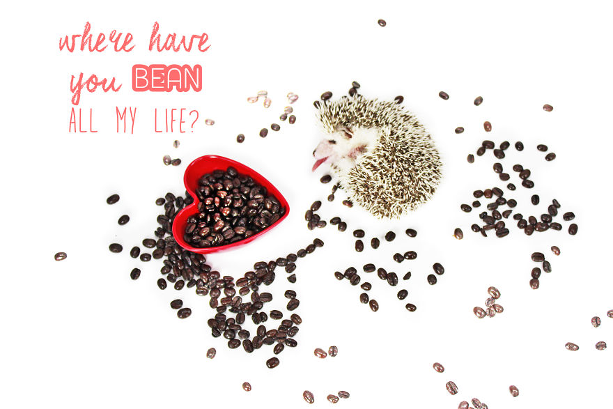 A 'berry' Hedge-'hug' Valentine's Day!