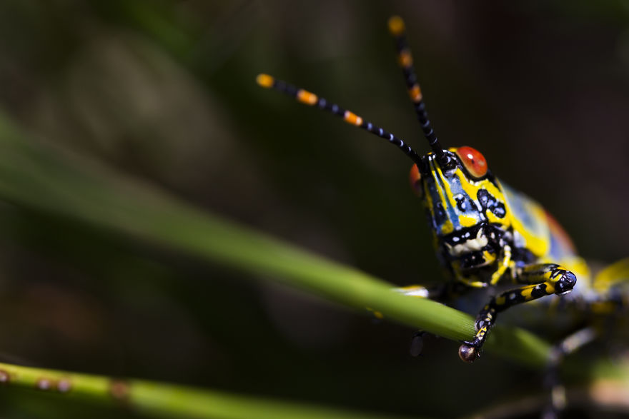I Photograph The Life Of A Bugs