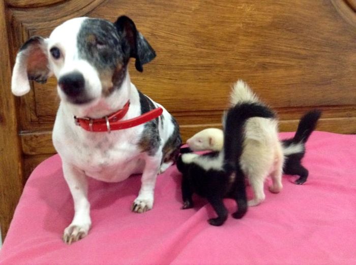 Baby Skunks Were Rejected By Mother At Birth, But Our Dog Freddie Took Over As Stepmum!