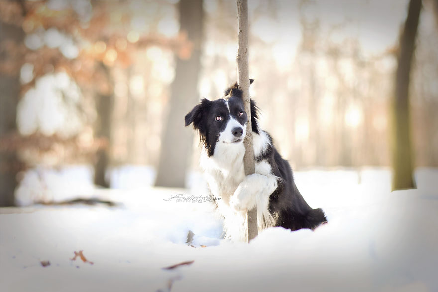 Border Collie Maya And Snowy Landscape!