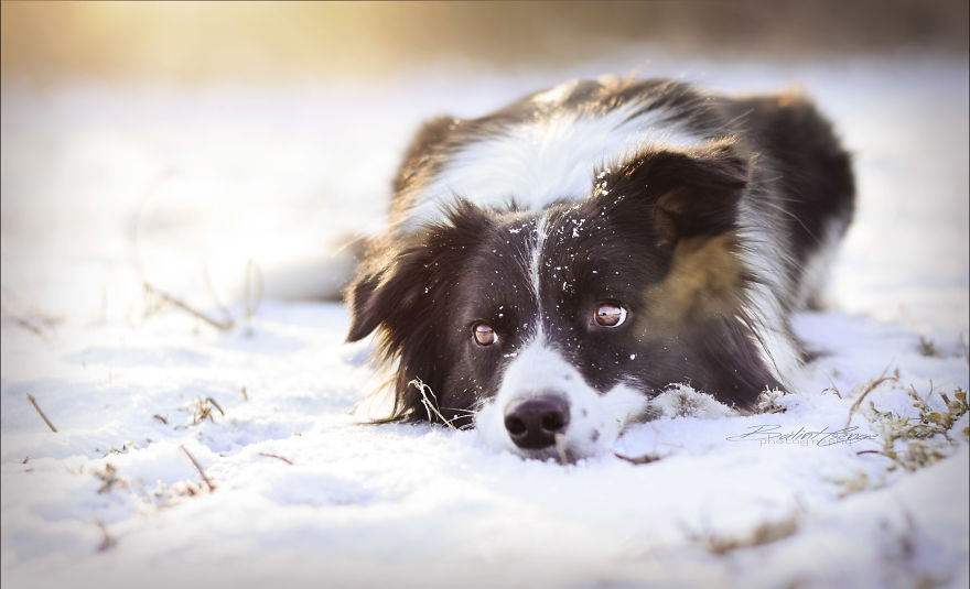 Border Collie Maya And Snowy Landscape!