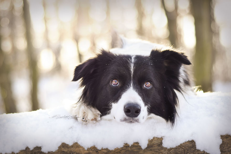 Border Collie Maya And Snowy Landscape!
