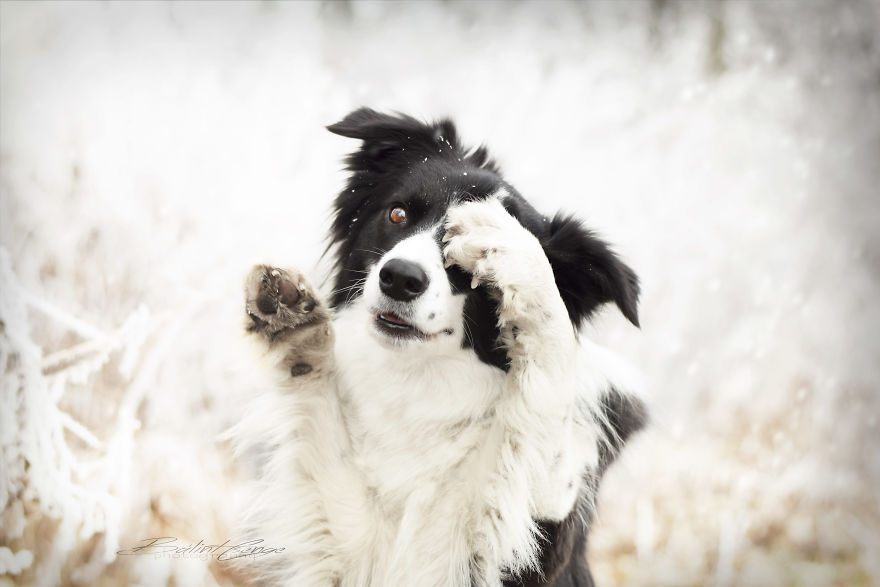 Border Collie Maya And Snowy Landscape!