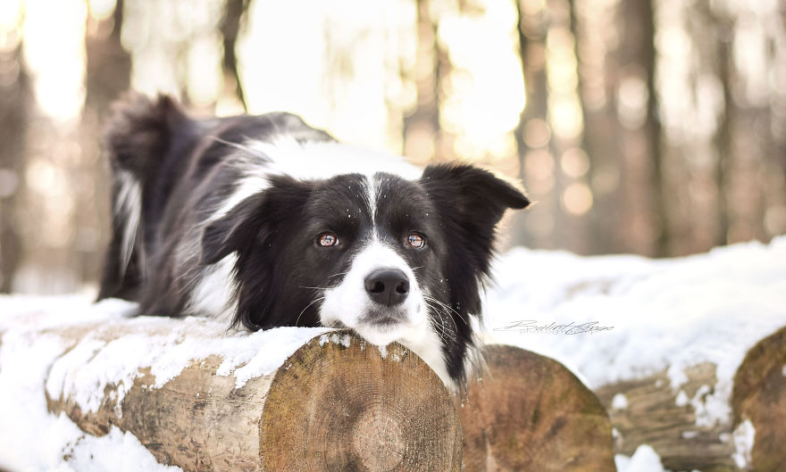 Border Collie Maya And Snowy Landscape!