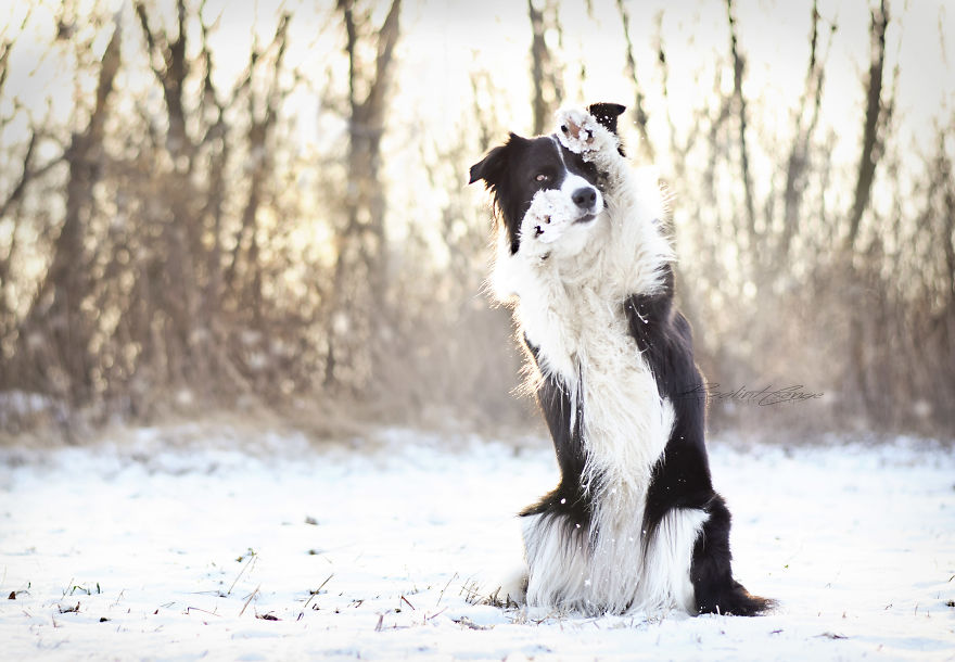 Border Collie Maya And Snowy Landscape!