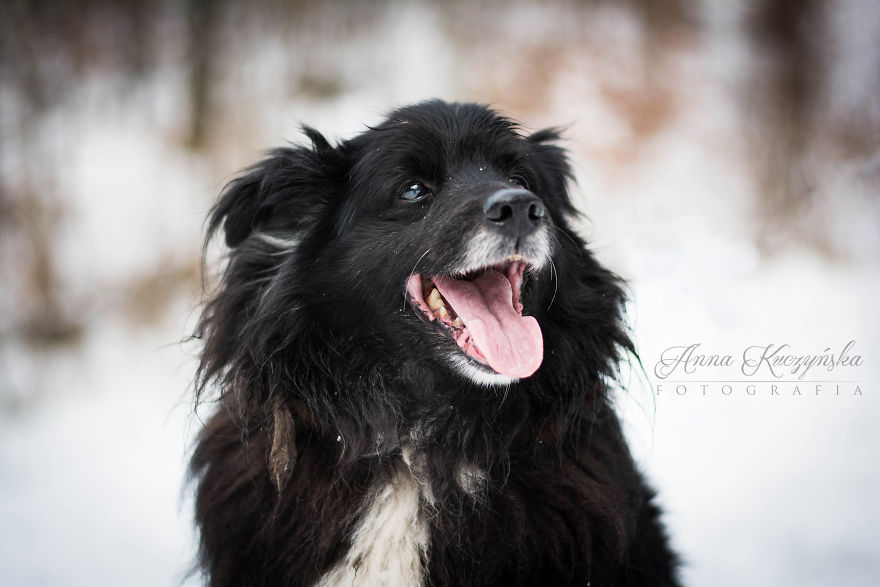 I Photograph Dogs To Help Them Get Adopted