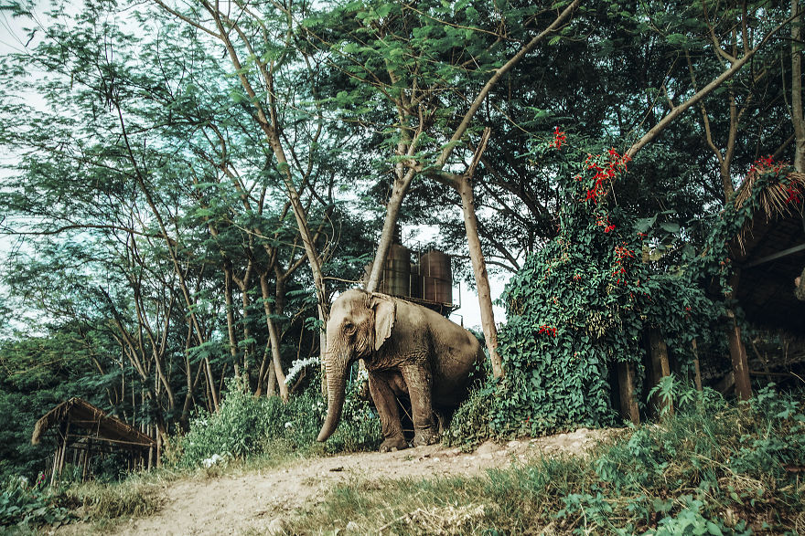 Volunteering At Elephant Shelters Became Our New Way Of Travelling