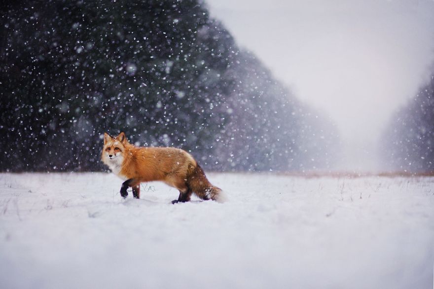 Foxy Photos