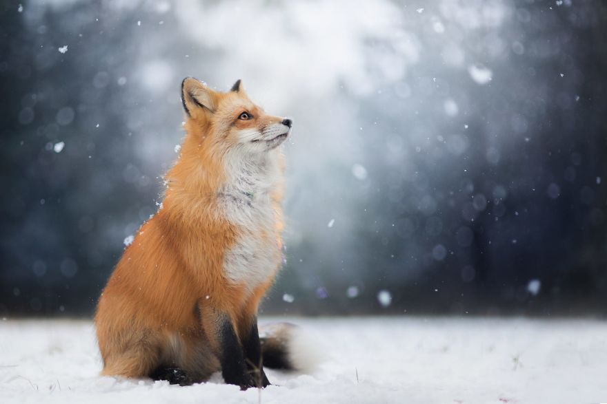 Foxy Photos