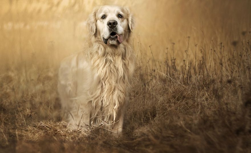 I Photographed An Expressive Golden Retriever