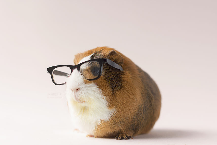 I Photograped Guinea Pigs With Glasses