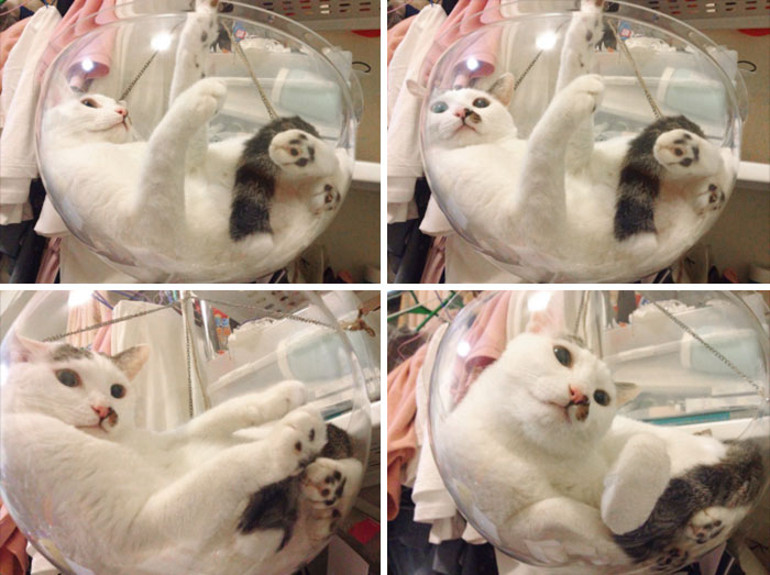 Hanging Transparent Cat Chair