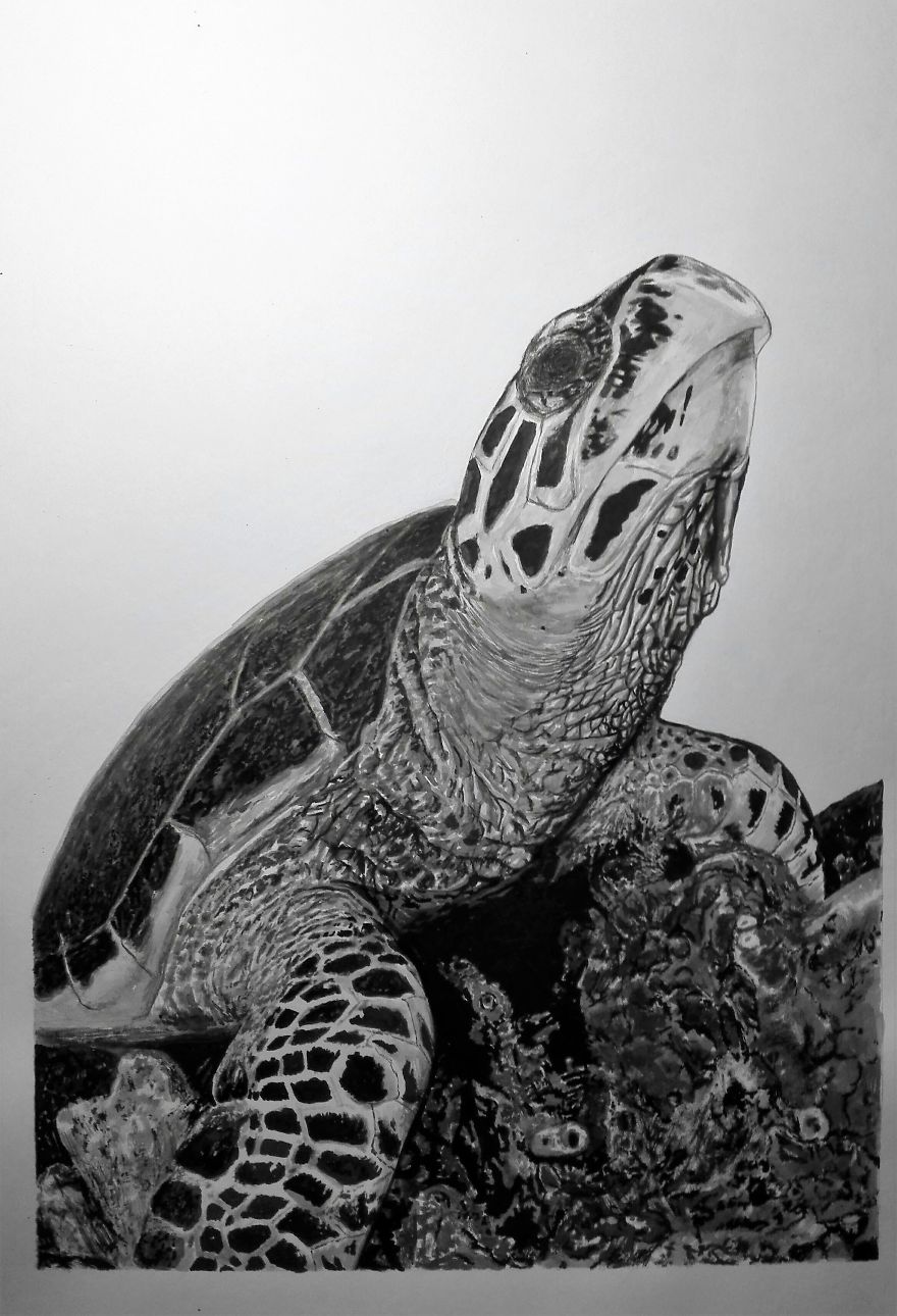 Hawksbill Turtles