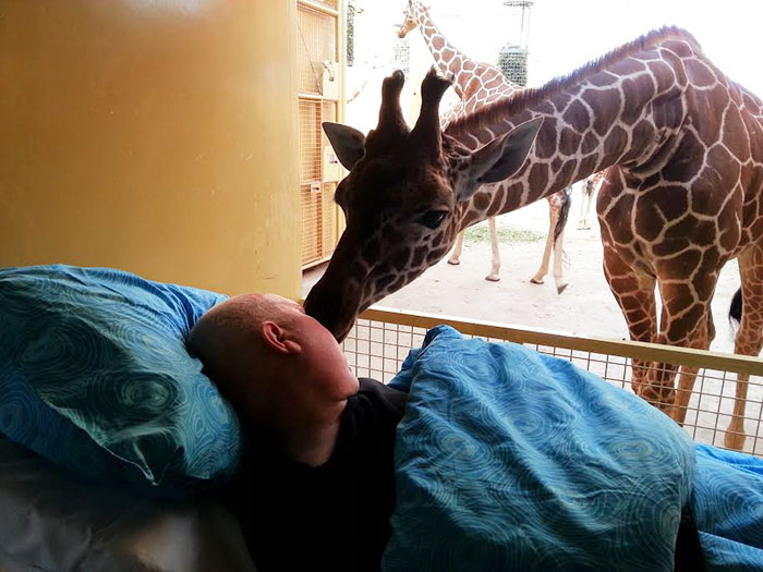 Mario, de 54 años, se despide de las jirafas del zoo de Rotterdam, cuyo recinto solía limpiar