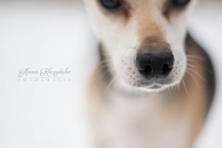 I Photograph Dogs To Help Them Get Adopted