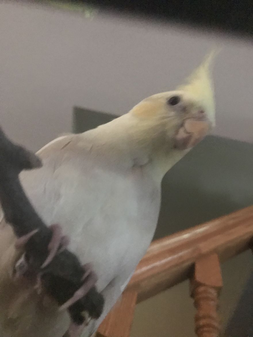Cockatiel Looks Like Baby Forever.