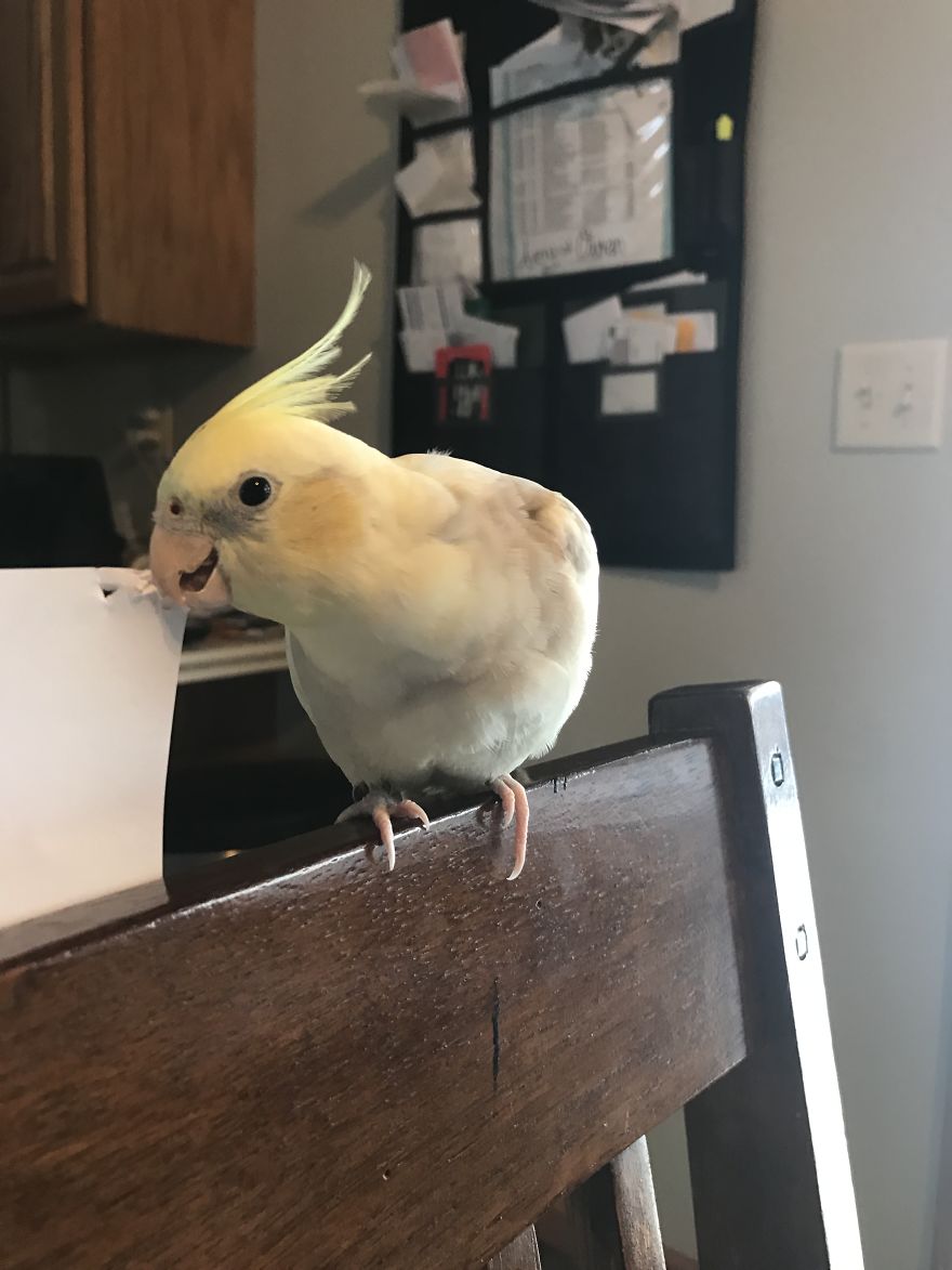 Cockatiel Looks Like Baby Forever.