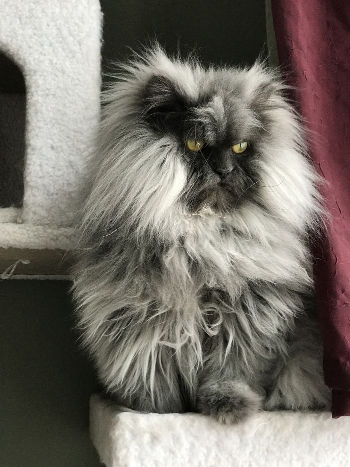 Meet Juno, The Angriest Cat In The World