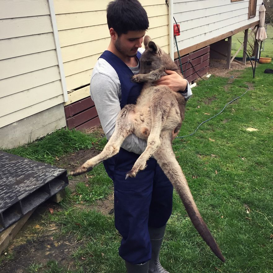 Kangaroo Cuddles Kangaroo Cuddles