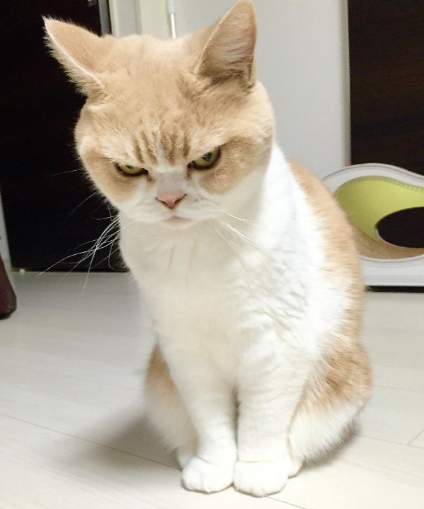 Grumpy Cat's Older Sister