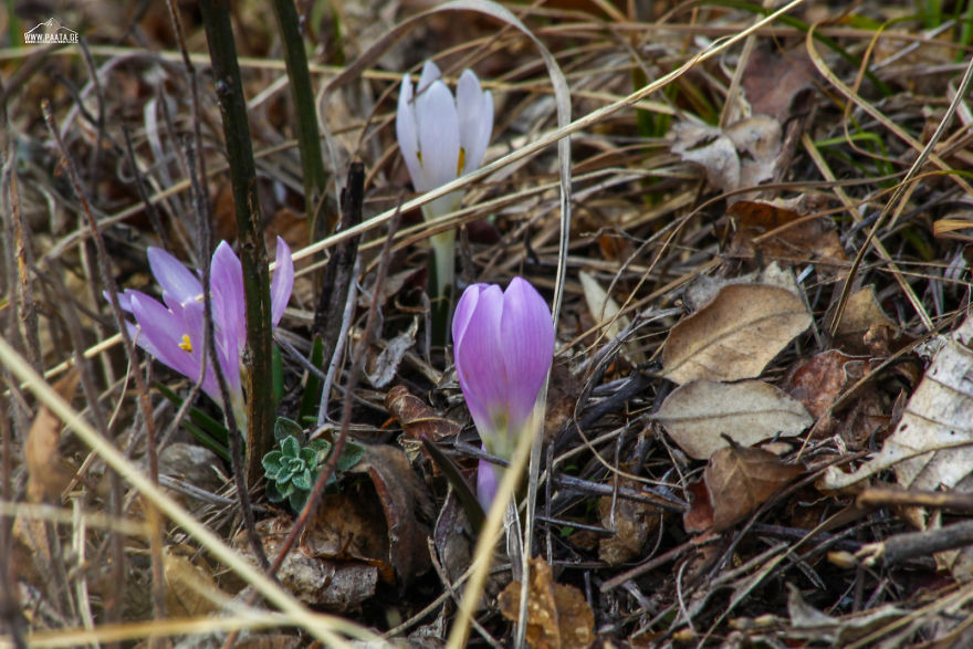 Spring Is Comming