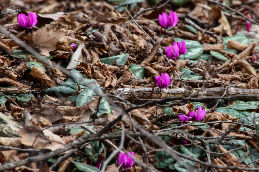 Spring Is Comming
