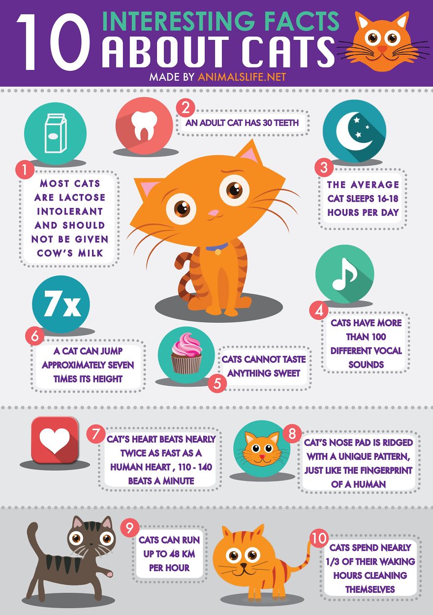 10 Interesting Facts About Cats
