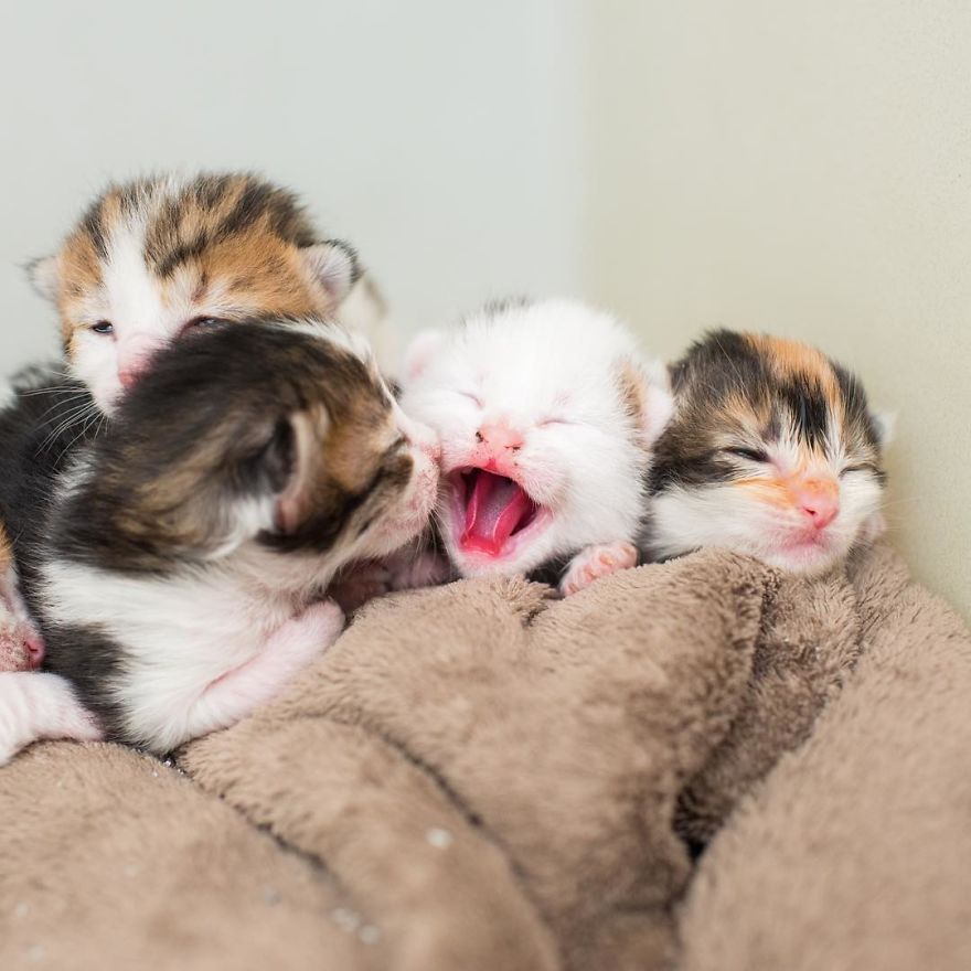 I'm Fostering A Litter Of Kittens And Encourage You To Do The Same