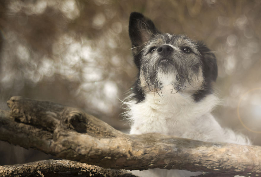 I Photographed My Wonderful Dog, Kitka