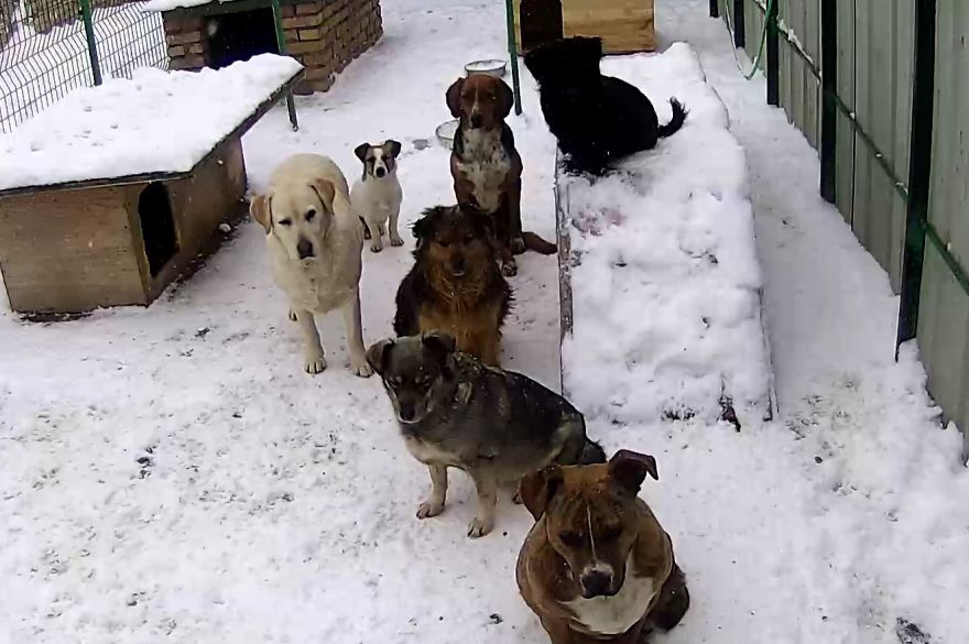 10+ Pictures That Will Show You The Variety Of Animal Shelters Around The World 10+ Pictures That Will Show You The Variety Of Animal Shelters Around The World