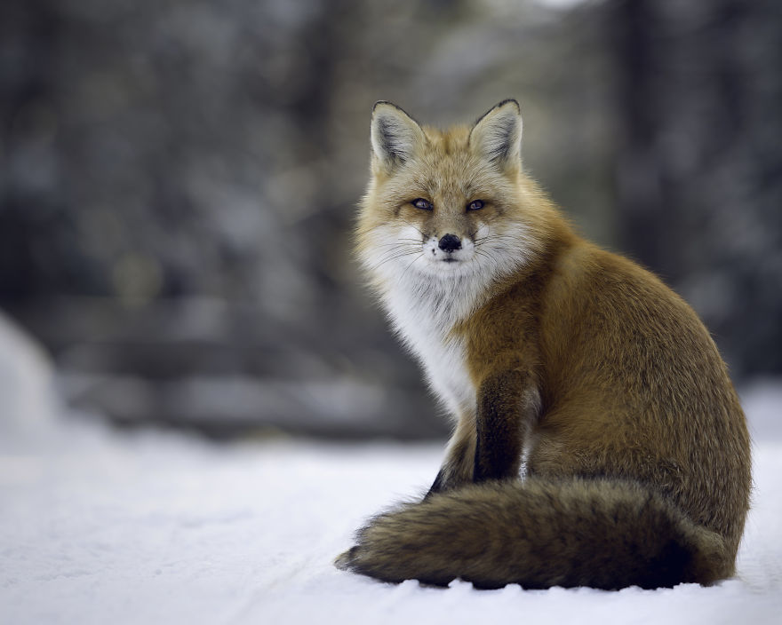 The Fox Poes For Me! The Fox Poes For Me!