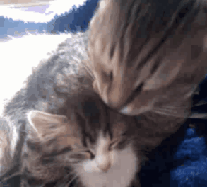 My Cat Took Care Of A Stray Kitty We Found In A Parking Lot, The Way He Thanked Him Will Melt Your Heart