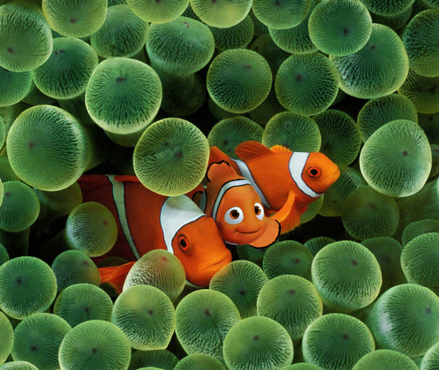 Finding The Real Nemo