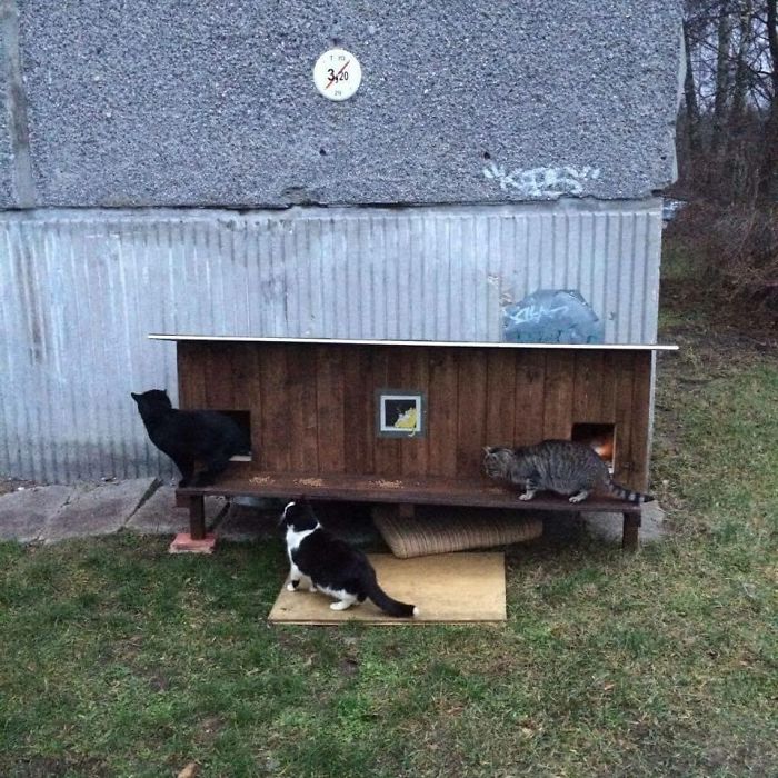 We Built Tiny Houses For Homeless Cats In Riga To Help Them Survive Winter