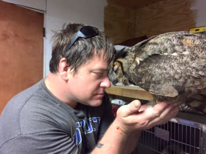 Owl Can't Stop Hugging Man Who Saved Him (so Cute)