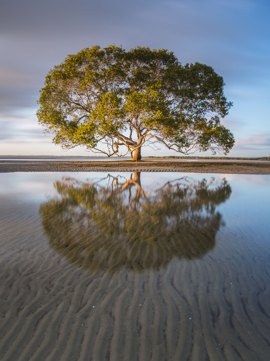 A Lone Tree On The Beach, QLD