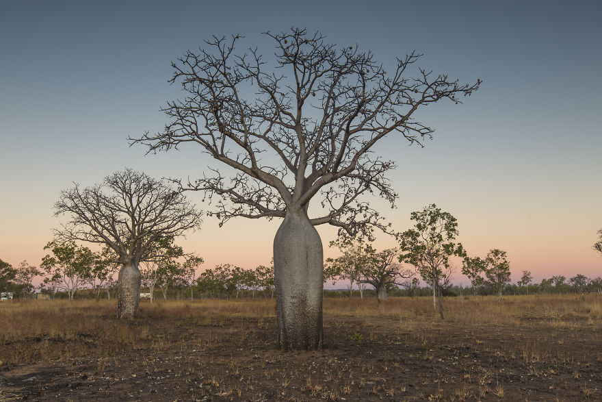 Boab Trees In The Kimberley, WA