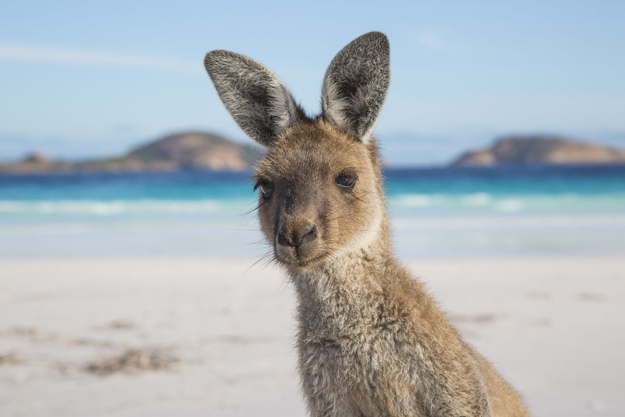 Kangaroo On The Beach At Lucky Bay. WA