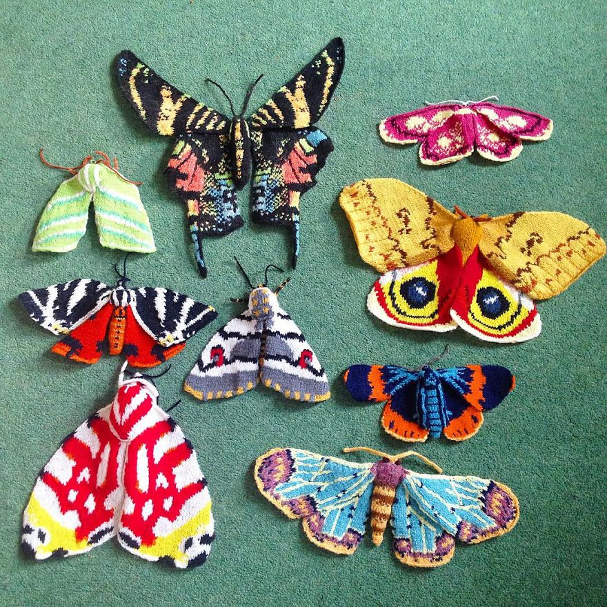 Some Of My Moths In One Place