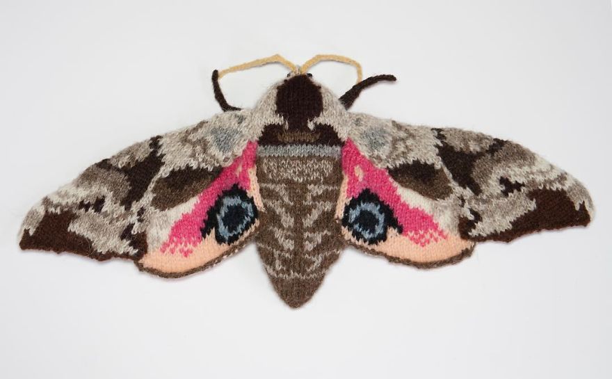 Knitted Eyed Hawk Moth