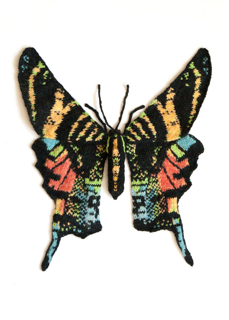 Sloane's Urania Moth (Urania Sloanus)