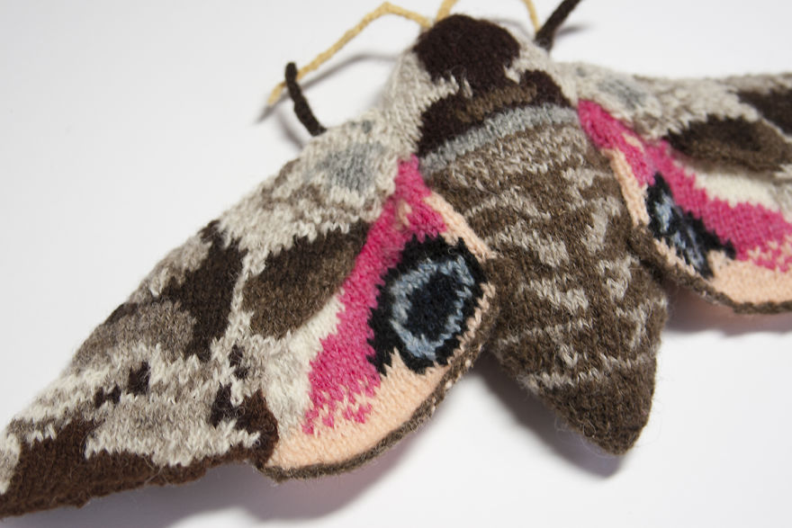 Eyed Hawk Moth (Smerinthus Ocellatus)