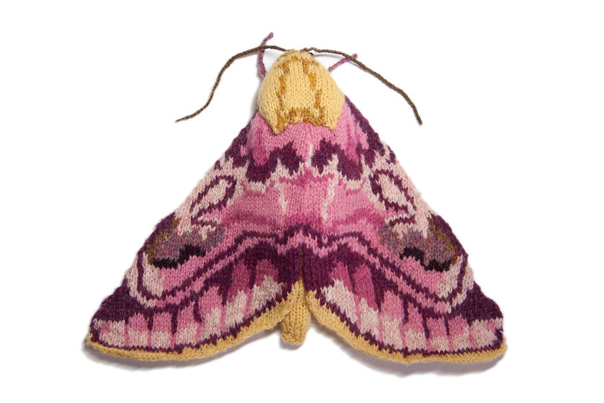 Pease Blossom Moth (Periphanes Delphinii)